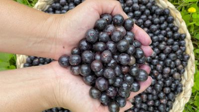 Acai berries are one of many crops grown at Kahuku Farms, a locally owned operation on Oahu with family friendly tours, a cafe and more.